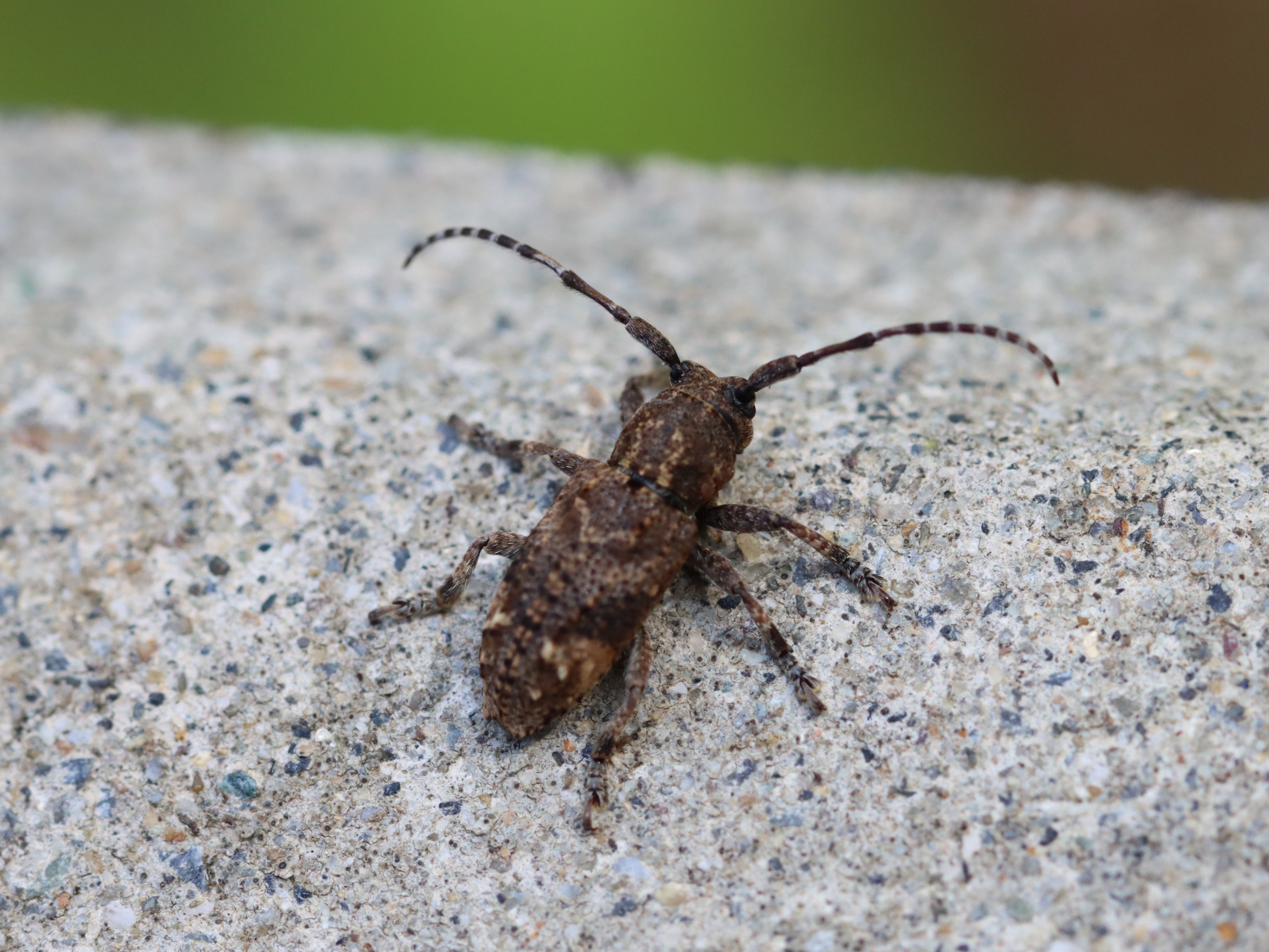 アトモンサビカミキリ